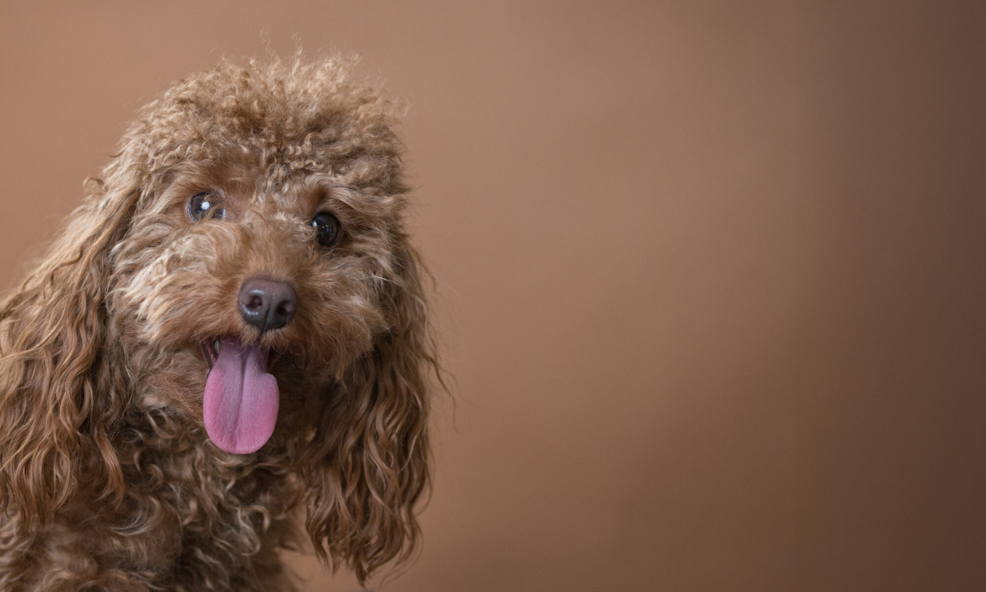 fotografia gos estudi Andorra fotografia mascotes Andorra gos retrat estudi Andorra sessió fotos mascota exterior Andorra fotografia gos família Andorra fotografia gat estudi Andorra sessió fotos gat Andorra