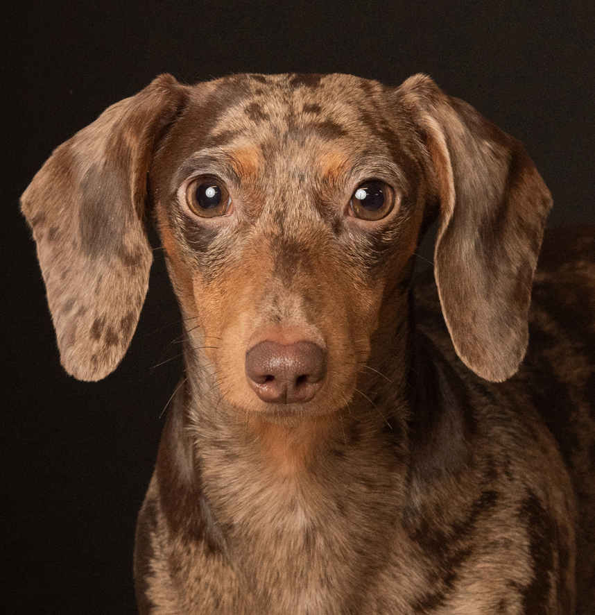 Estudi Mascota Andorra